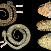 Atheris-hetfieldi-luis-ceriaco